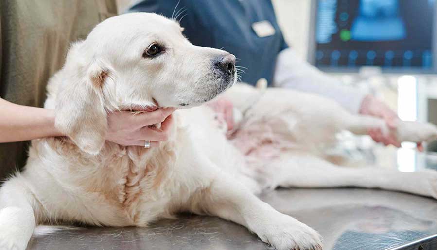 Canine Cancer: Signs, Risks & Prevention for a Healthier Dog By PetWell